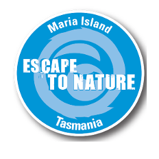 'Maria Island, Maria Island ferry, Maria Island cruise, Maria Island tour, Maria Island ferry, Maria Island national park, Maria Island shuttle, Maria Island bus, Maria Island tours, Maria Island cruises, Tasmania tours, Tasmania cruises, Tasmania day tours, Tasmania day cruises, Tasmanian tours, Tasmanian day tours, Tasmanian cruises, Tasmanian day cruises, Hobart day tours, Hobart tours, Hobart cruises, Hobart day cruises, east coast cruises, spirit of Maria, one day on Maria, Tasmania animal tours, Hobart animal tours, Tasmanian Boat Tours, Tasmanian Boat Cruises, Tasmania Boat Tours, Tasmania Boat Cruises, Hobart Boat Cruises, Hobart Boat Tours, Tasmanian East Coast Tour, Maria Island boat cruises, cruises in Tasmania, cruises at Maria Island, boat tours to Maria Island, Tasmanian eco tours, wildlife viewing in Tasmania, wildlife in Tasmania, wombats, wombats on Maria Island, Maria Island wildlife, seal tours, seals, whales, whale watching, whale watching in Tasmania, seal cruises in Tasmania, seal cruises’